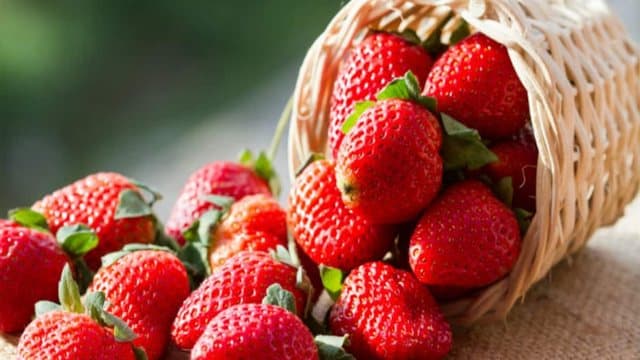 Këtë bimë NUK duhet ta mbillni afër luleshtrydheve, ja përse…