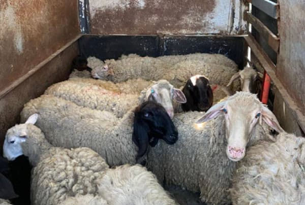 Një ditë para Kurban Bajramit, kapen mbi 30 dele të kontrabanduara nga Serbia